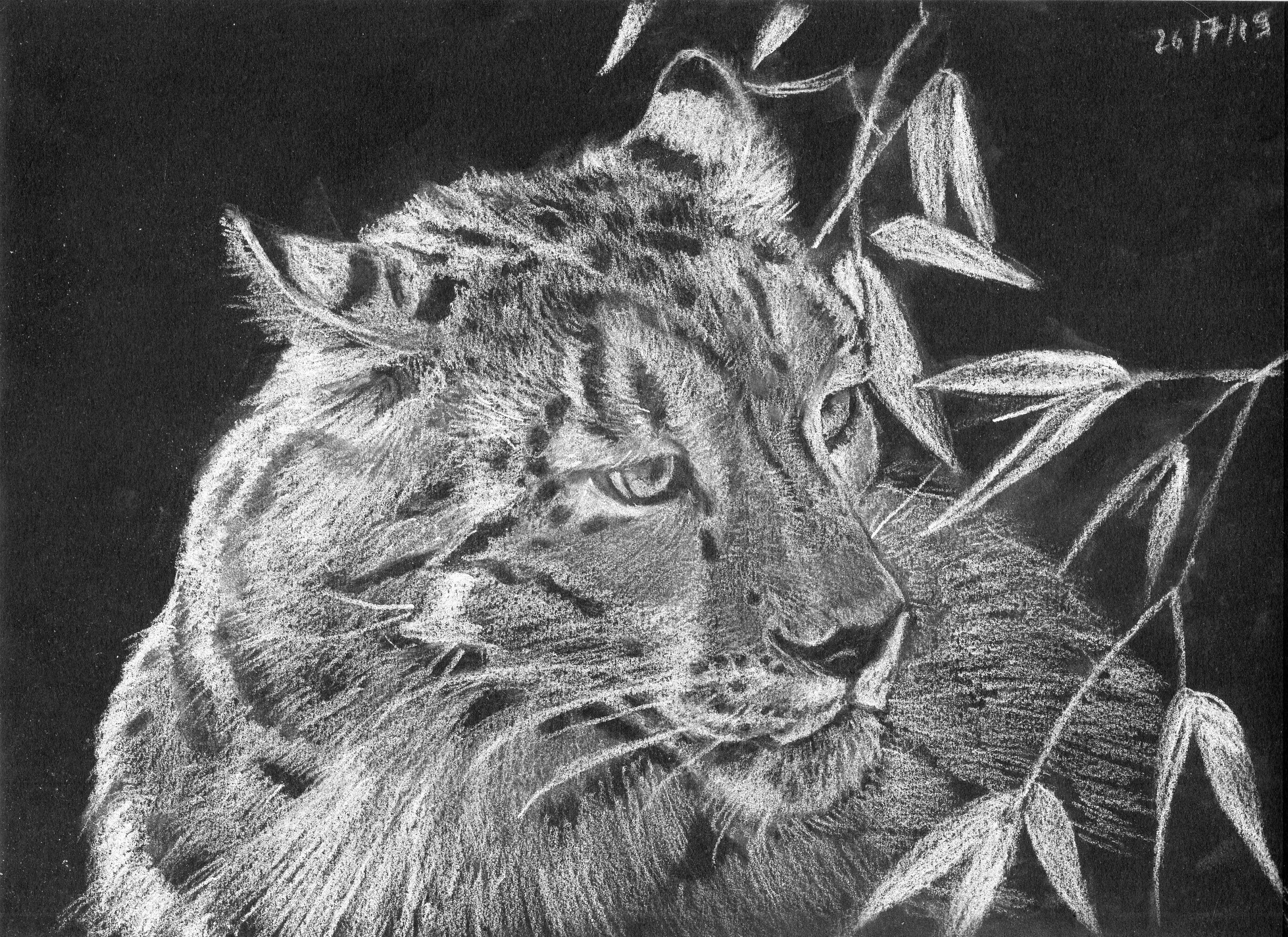 Dessin Animalier